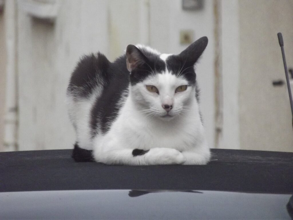 Image d'un chat