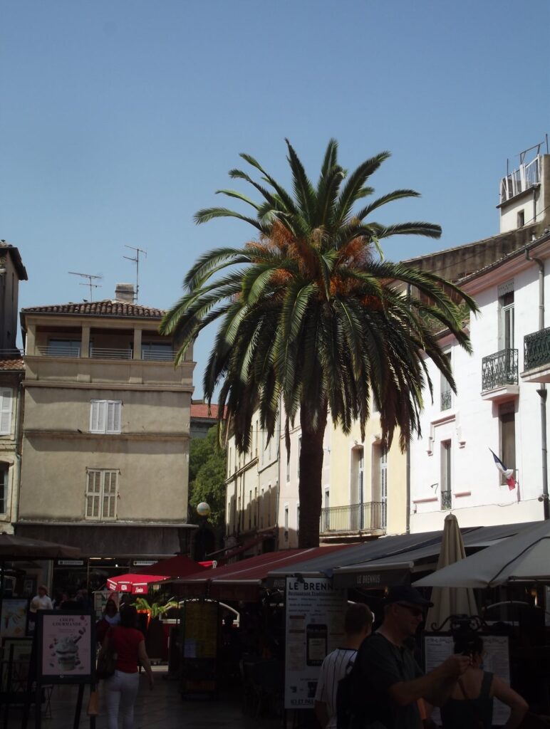 Le palmier de la Place du Marché à Nîmes