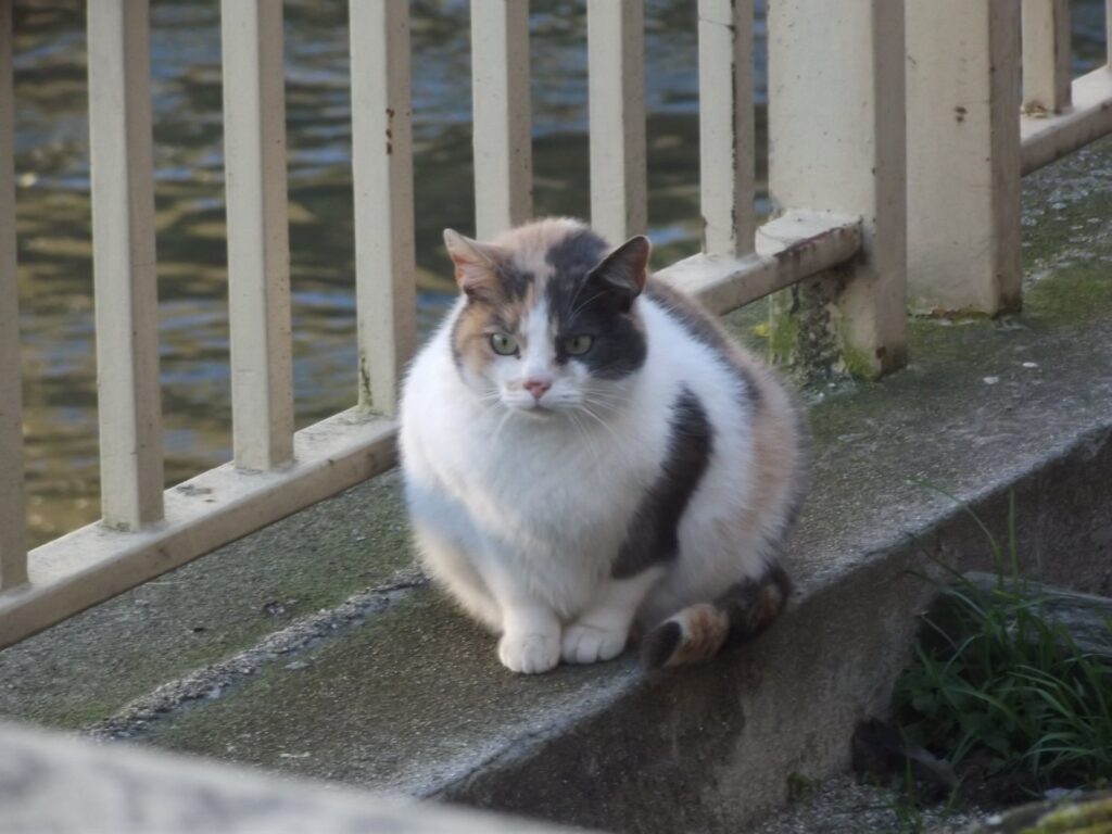 Chat errant près de l'Ariège