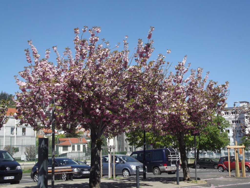 Cerisiers en fleurs à Clermont-Ferrand