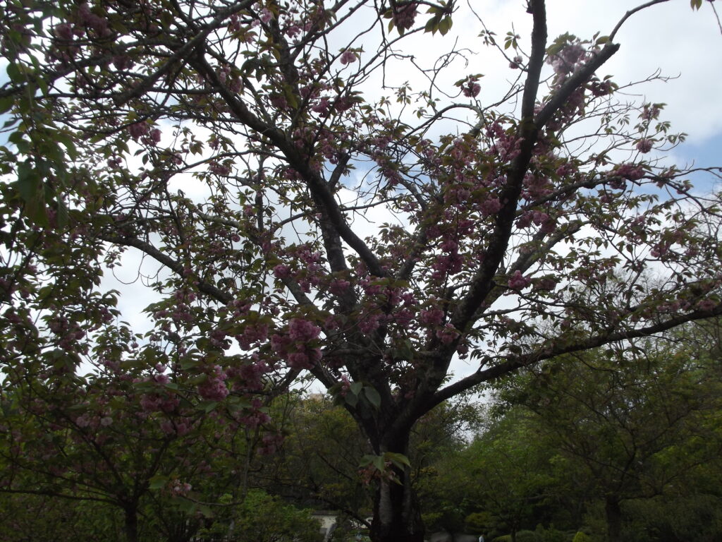 Cerisier en fleurs