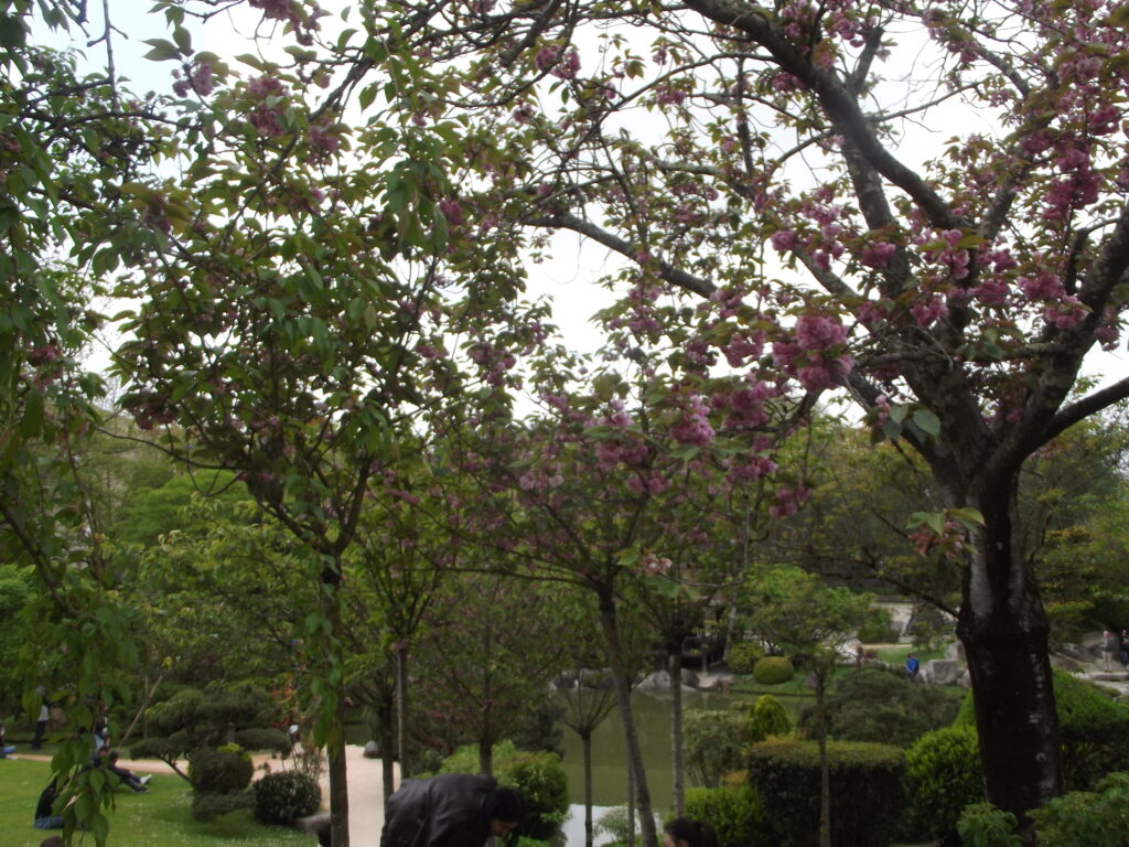 Cerisier en fleurs