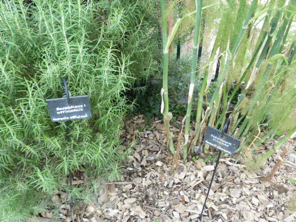 Plants de romarin officinal et de fenouil commun