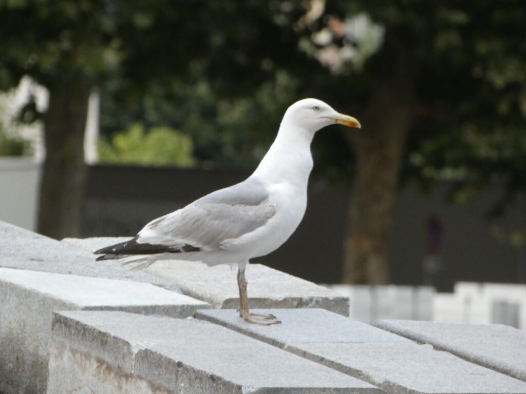 Mouette sur un tas de pierres